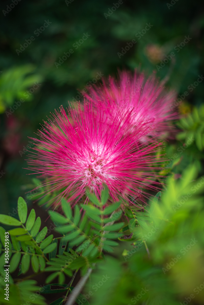 red flower with leaf and dark shadow background in summer time. natural flower background in the garden. top view of nature backgrounds. Bright beautiful bouquet of red flower with mountain. red flower with leaf and dark shadow background in summer time. natural flower background in the garden. top view of nature backgrounds. Bright beautiful bouquet of red flower with mountain.