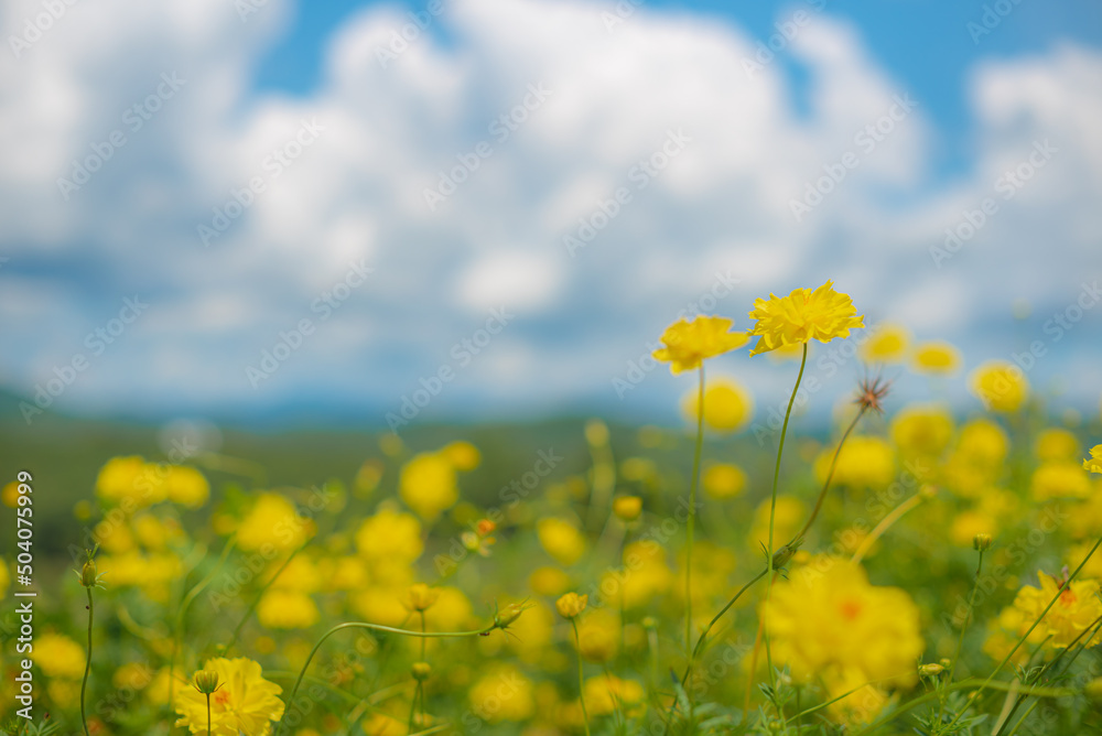 yellow flower with blue sky and cloudy background in summer time. natural flower background in the garden. top view of nature backgrounds. Bright beautiful bouquet of yellow flower with mountain.
yellow flower with blue sky and cloudy background in summer time. natural flower background in the garden. top view of nature backgrounds. Bright beautiful bouquet of yellow flower with mountain.