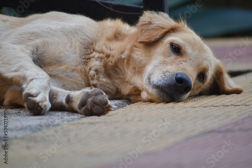 golden retriever dog sleeping on the floor and resting .