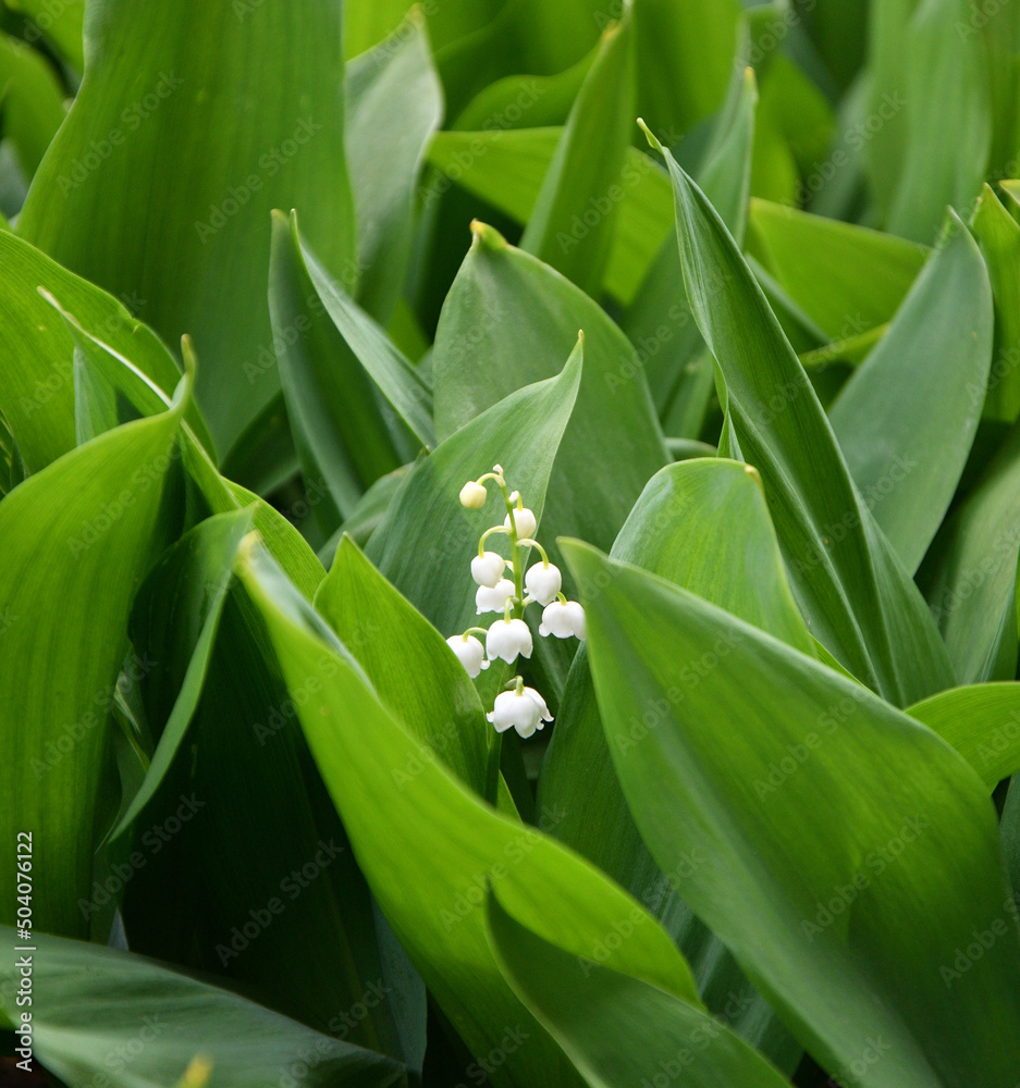 Fototapeta premium Lily of the valley flower (Lat. Convallaria) is white in the spring forest 