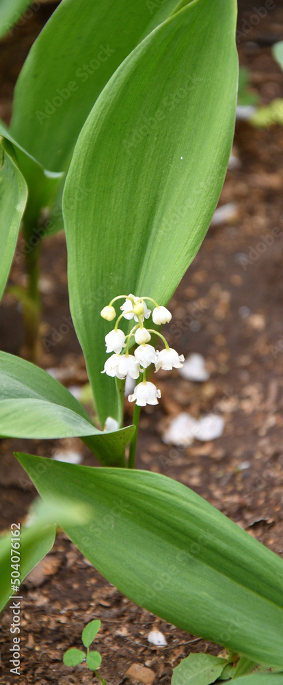 Fototapeta premium Lily of the valley flower (Lat. Convallaria) is white in the spring forest 
