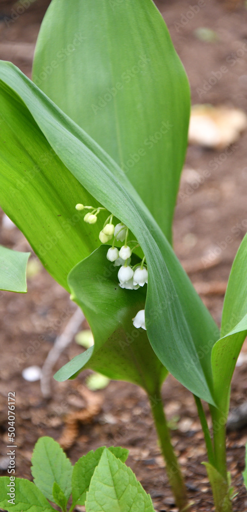 Fototapeta premium Lily of the valley flower (Lat. Convallaria) is white in the spring forest 