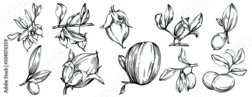 Jojoba tree and beans in graphic style hand draw on white background. Isolated object with engraved style illustration. The best for design logo, menu, label, icon, stamp.