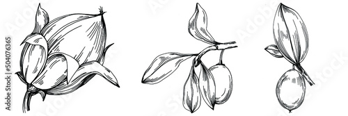 Jojoba tree and beans in graphic style hand draw on white background. Isolated object with engraved style illustration. The best for design logo, menu, label, icon, stamp.