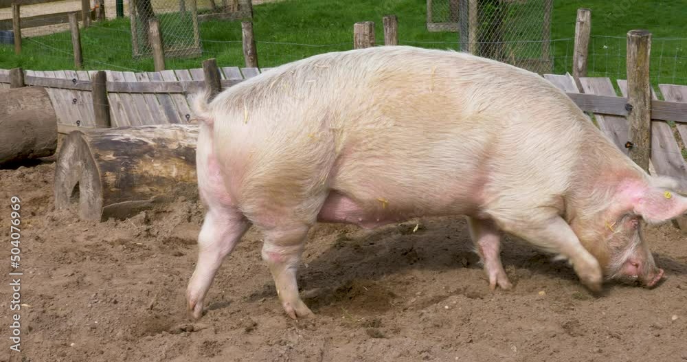 Large Pig sniffing for food in a farm.