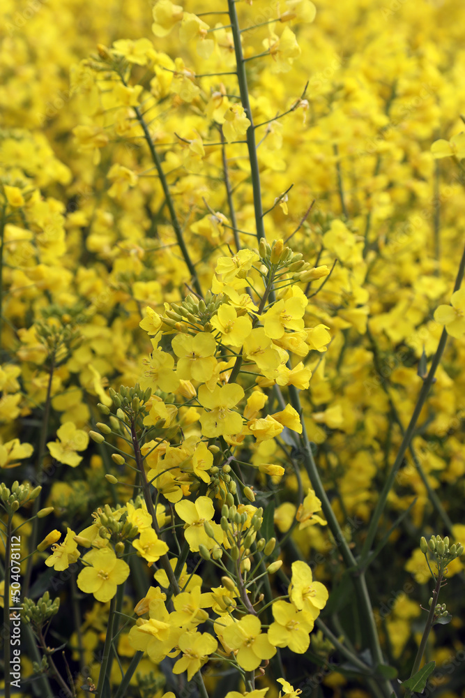 A field of bright yellow Rapeseed flowers also known as Canola flowers, located in UK A field of bright yellow Rapeseed flowers also known as Canola flowers, located in UK