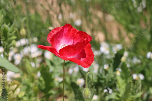 Red Poppy in the Garden