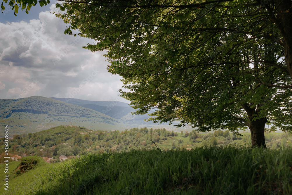 A large green tree in the background of a mountain landscape.