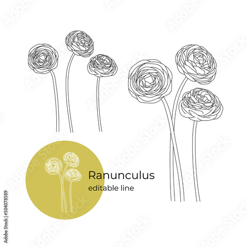 Ranunculus flower was drawn in a minimalistic style with a line. Part of the collection of main flowers. Editable line.