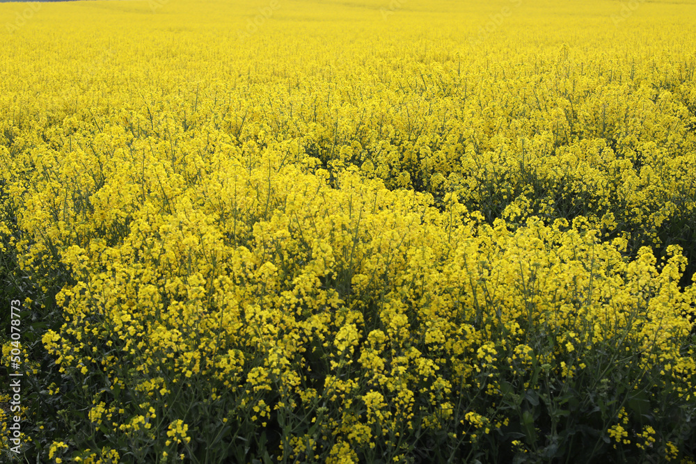A field of bright yellow Rapeseed flowers also known as Canola flowers, located in UK A field of bright yellow Rapeseed flowers also known as Canola flowers, located in UK