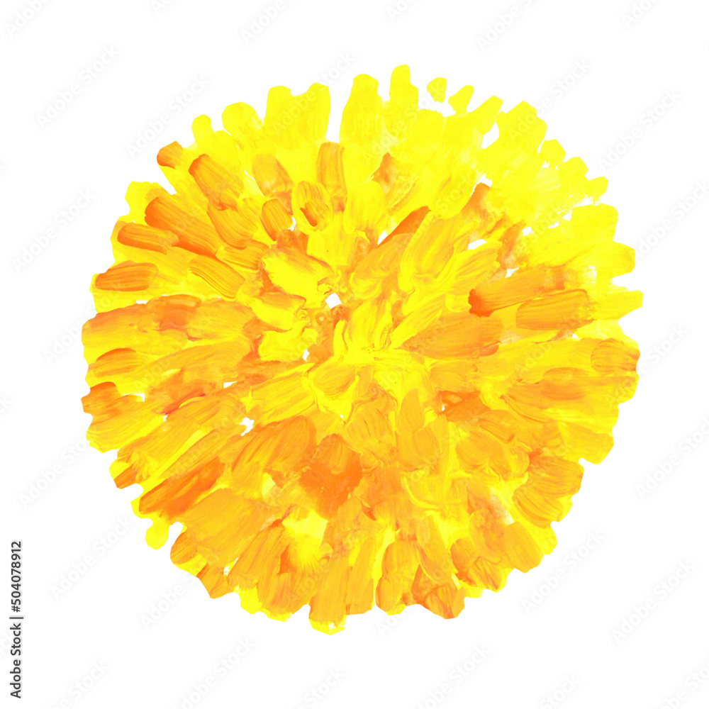 Handwritten marigold illustration