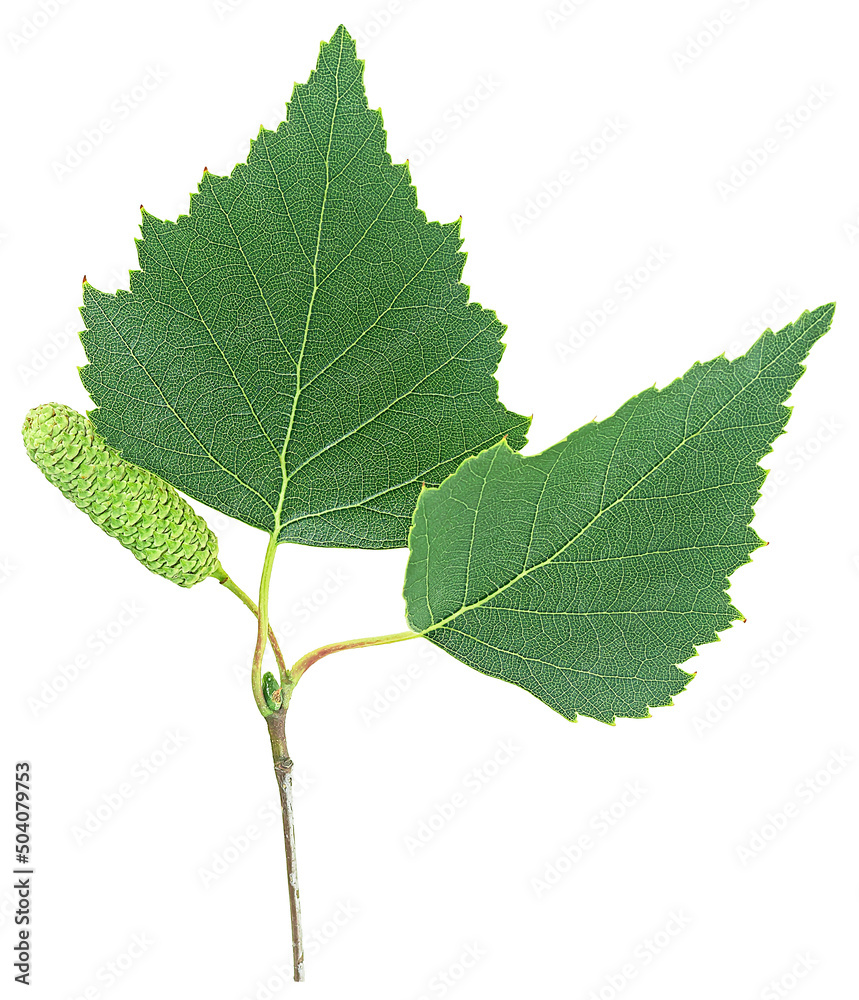 Birch branch with bud and leaves isolated on a white background, top view.