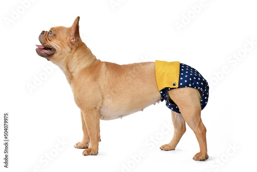 French Bulldog dog wearing fabric period diaper pants for protection on white background