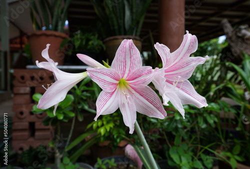  Closeup Pink Amaryllis flower blooms in the garden. Amaryllis (Hippeastrum puniceum), also known as lily or bunga bakung,Thailand photo