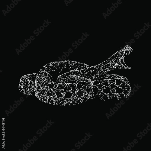 urutu snake hand drawing vector illustration isolated on black background