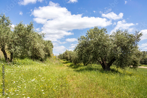 Orchard with Olive trees with flowers and grass between against a blue sky with clouds