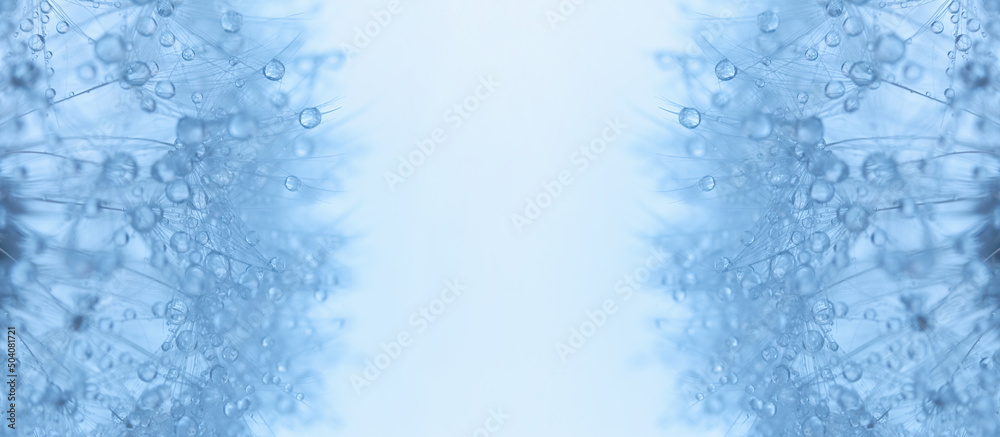 macro photo of a dandelion with dew drops on seeds, blue toned photo. Place for text, advertising products in the center of the picture macro photo of a dandelion with dew drops on seeds, blue toned photo. Place for text, advertising products in the center of the picture