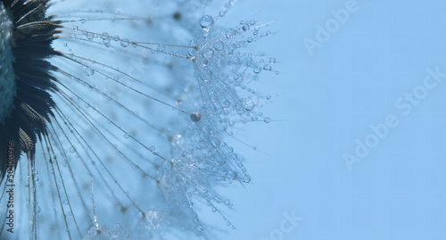 macro photo of a dandelion with dew drops on seeds, blue toned photo.