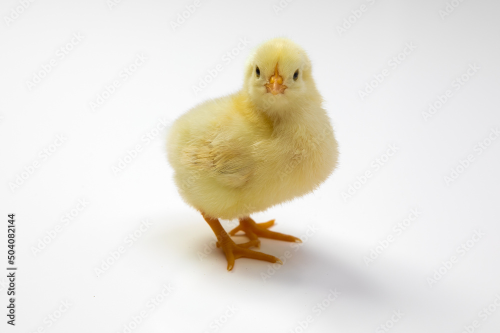 Cute little yellow baby chicken isolated on white background Cute little yellow baby chicken isolated on white background