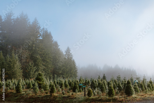 Christmas Tree Farm in Oregon 