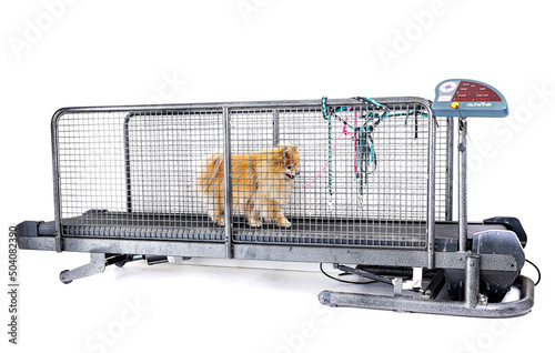 Canvastavla treadmill for dog in studio