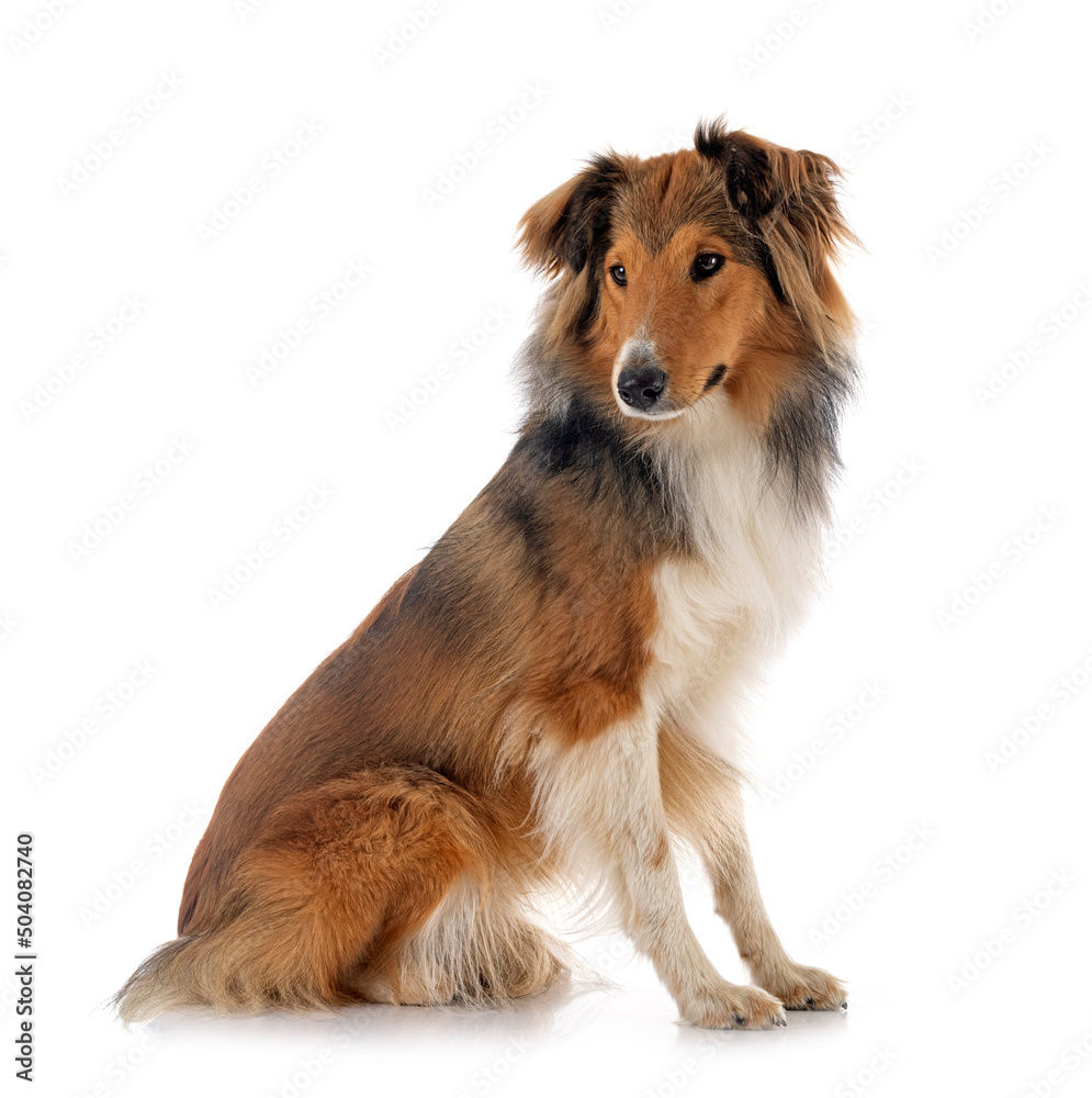 Shetland Sheepdog in studio