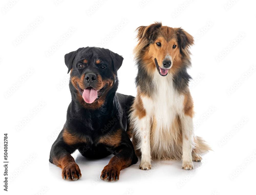 Fototapeta premium Shetland Sheepdog and rottweiler