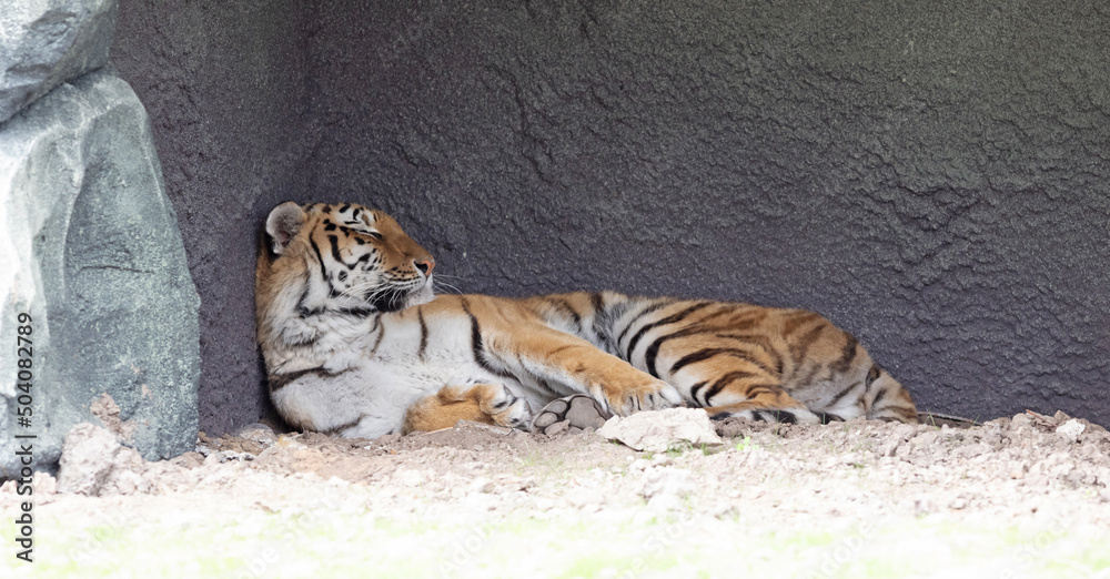 Obraz premium Amur tiger sleeping at enclosure