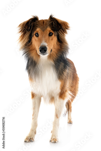 Shetland Sheepdog in studio