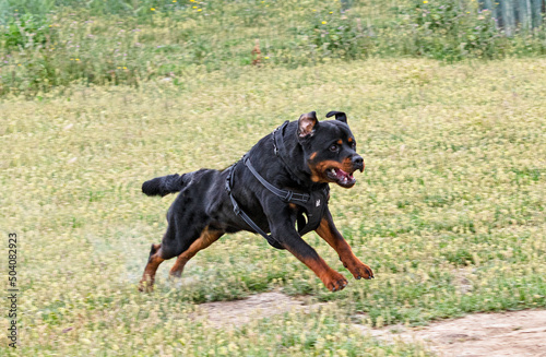 training of rottweiler