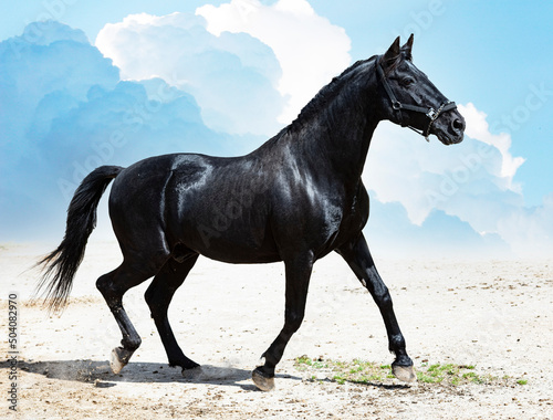 black stallion in nature