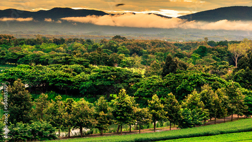 Wallpaper Mural The view of the natural background of the mountain close-up, with blurred fog scattered in the rainy season or the humid climate, with beautiful green trees in the ecological system Torontodigital.ca