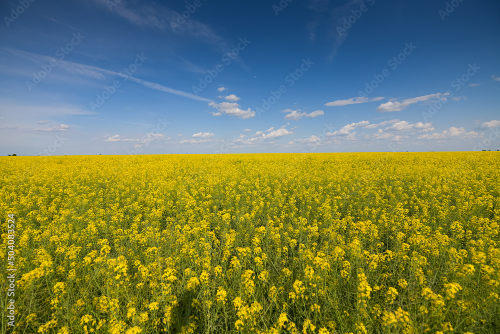 Wide angle view of a big field wit rapeseed flower plants photographed against blue sky during a sunny day. Agriculture landscape and farming industry.