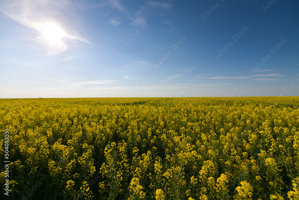 Fototapeta premium Wide angle view of a big field wit rapeseed flower plants photographed against blue sky during a sunny day. Agriculture landscape and farming industry.