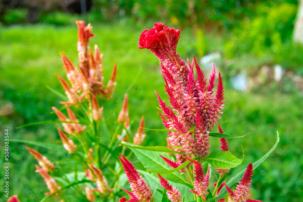 A close look at the celosia cristata plant A close look at the celosia cristata plant