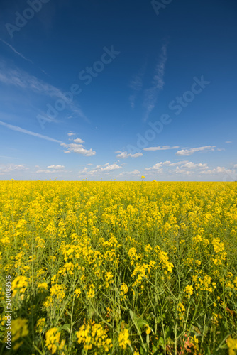 Wide angle view of a big field wit rapeseed flower plants photographed against blue sky during a sunny day. Agriculture landscape and farming industry.