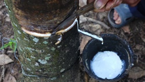Slow motion of farmer rubber tapping 