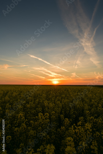 Beautiful summer sunset landscape over a field of rapeseed flowers used to produce colza oil. Agriculture and farming industry.