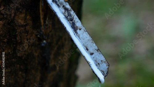 Slow motion of farmer rubber tapping  photo