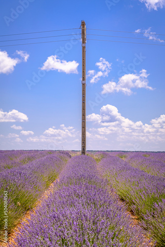 Lavender field in bloom in the province of Guadalajara  Spain 