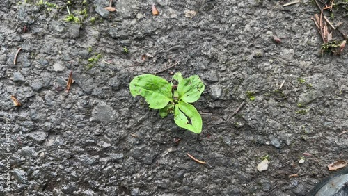 Green plant fights through asphalt street, concept nature against humanity