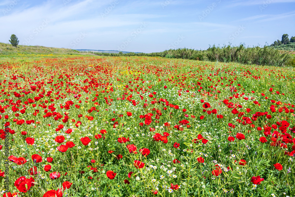 A field of blooming red poppies and white daisies. Wild flowers. Israel