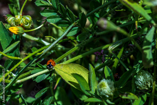 Red ladybug on a green leaf closeup. Spring lawn