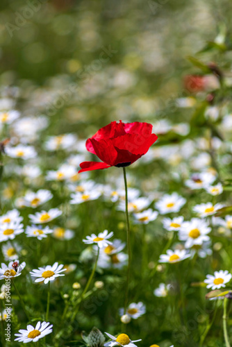 Beautiful red poppy flower closeup surrounded by wild chamomile.