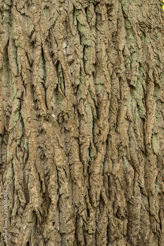 background of old cracked textured bark of a perennial tree