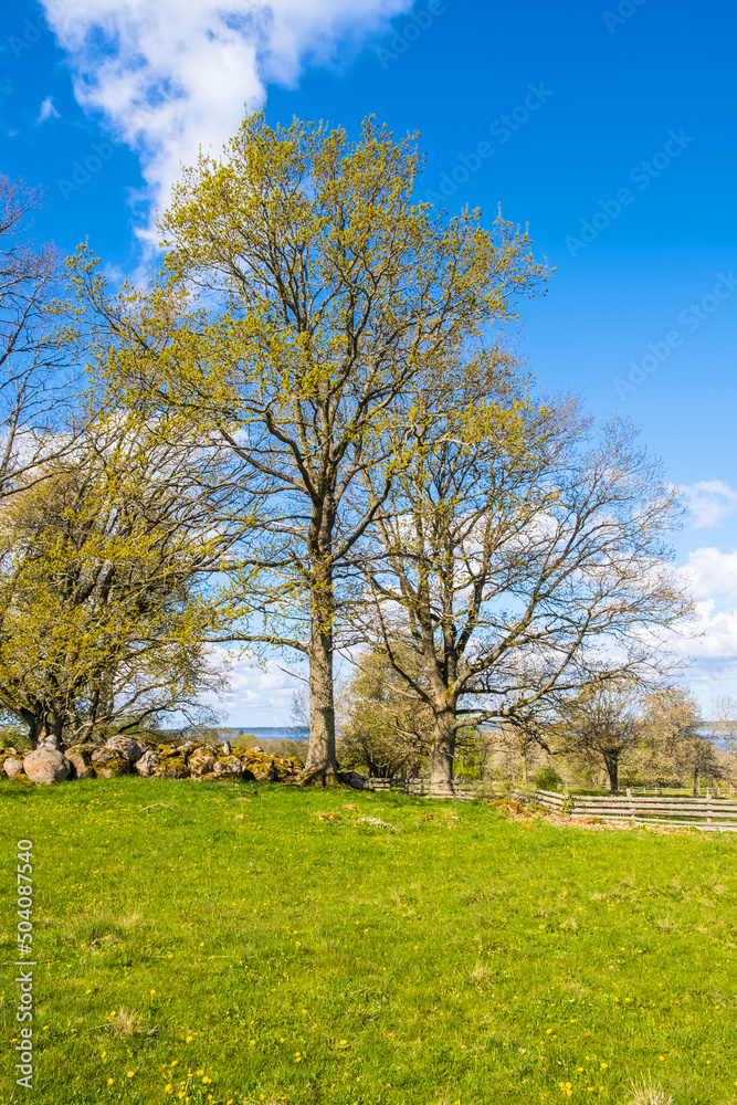 Lush trees in spring by a meadow Lush trees in spring by a meadow