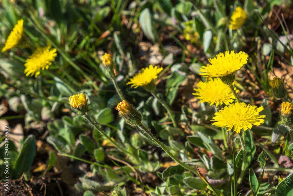 Beautiful yellow Asteraceae flowers on a meadow Beautiful yellow Asteraceae flowers on a meadow
