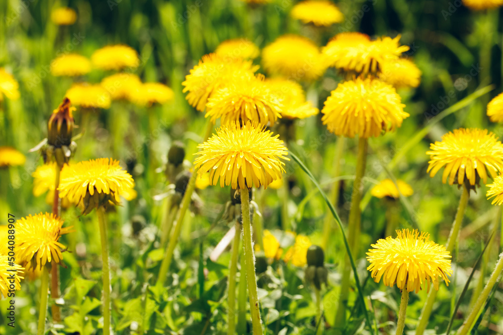 Glade of yellow dandelions Glade of yellow dandelions