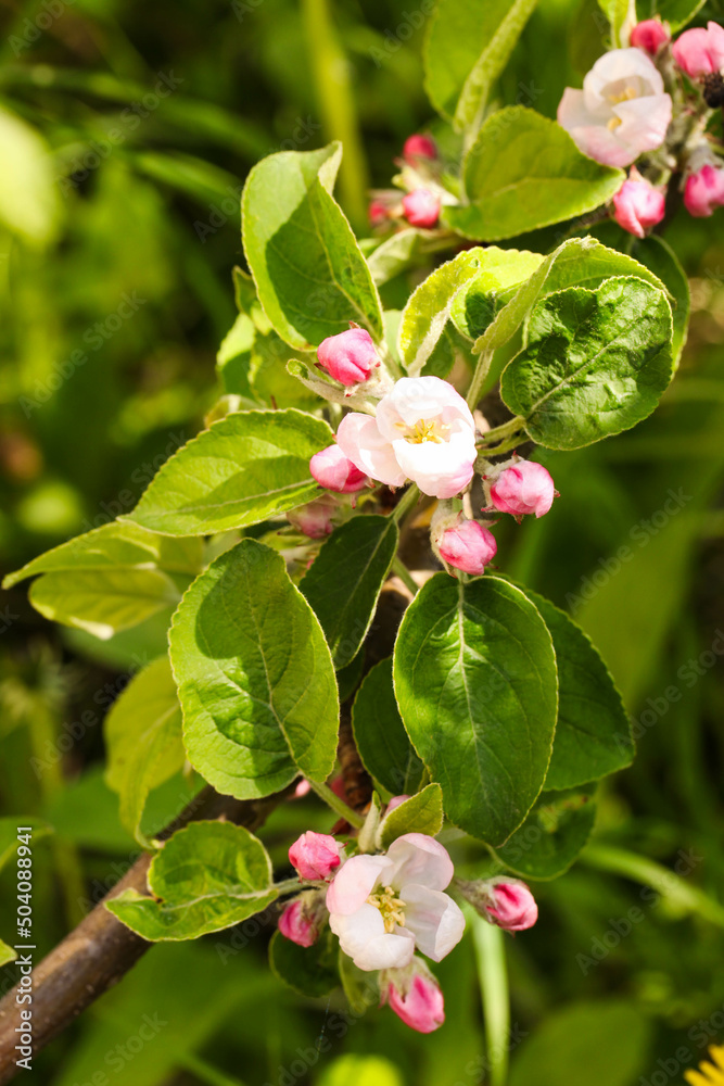 Fototapeta premium Blooming apple tree branch