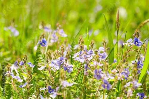 Small blue wildflowers Veronica